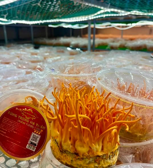 Nước uống Đông trùng hạ thảo